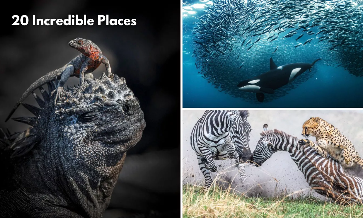 Photographs From The 2024 European Nature Photographer Of The Year: 20 Incredible Places